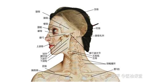 脖子下面的骨頭|脖子下方骨头突出是怎么回事